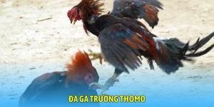 Đá Gà Trường Thomo - Kịch Tính Nghẹt Thở Từng Phút Giây
